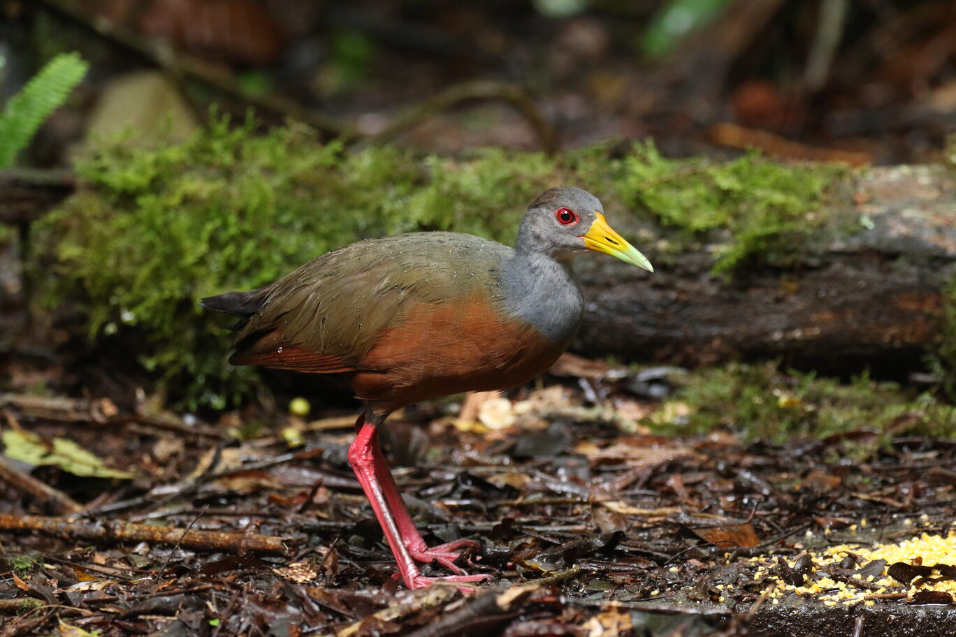 GRAY-COWLET WOOD-RAIL